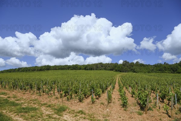 Vines on the Route des Grands-Crus, Route of Fine Wines, near Savigny-lès-Beaune, Département