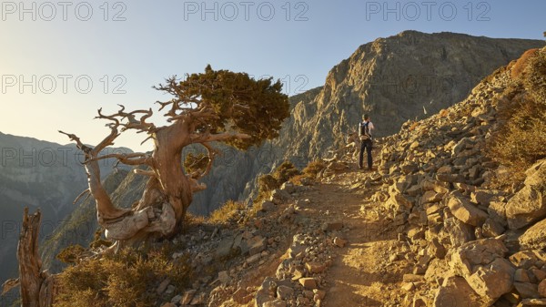 Bizarre gnarled tree, narrow hiking path, hiker from behind, Gingilos, hiking on the Gingilos,