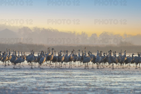 Crane (Grus grus) Resting and roosting on frozen lake, autumn crane migration, Brandenburg,