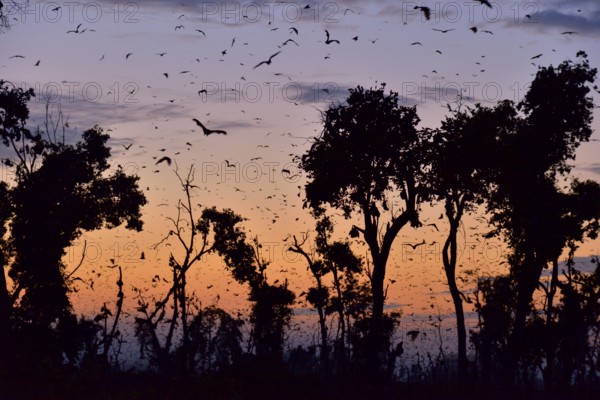 Straw-coloured Fruit Bats (Eidolon helvum), in flight at first light, Kasanka National Park,