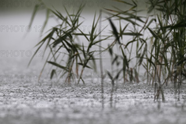 Raindrops, heavy rain, thunderstorm, Müritz National Park, Mecklenburg-Vorpommern, Germany, Europe