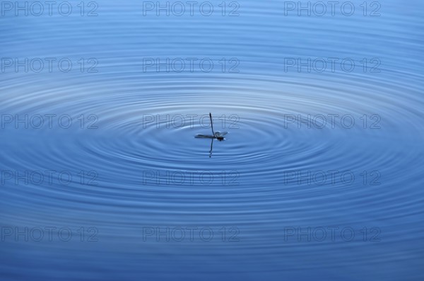 End of a dragonfly, Germany, Europe
