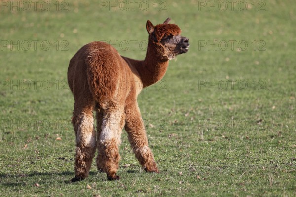 Alpaca (Vicugna pacos), Germany, Europe