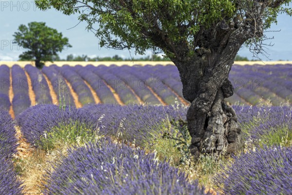 Trees in a lavender field, flowering true lavender (Lavandula angustifolia), near Puimoisson,