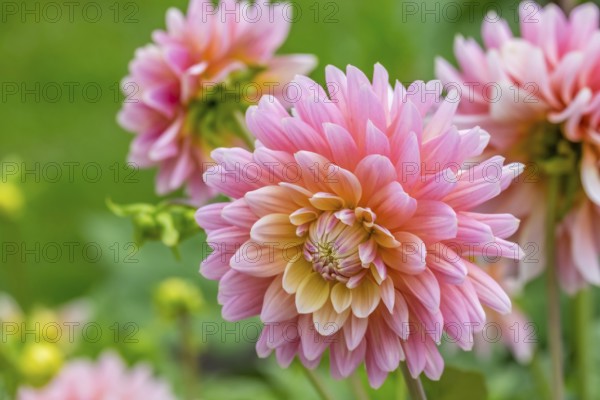 Dahlias (Dahlia), Münsterland, North Rhine-Westphalia, Germany, Europe