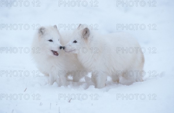 Arctic Foxes (Alopex lagopus) (Vulpes lagopus), pair