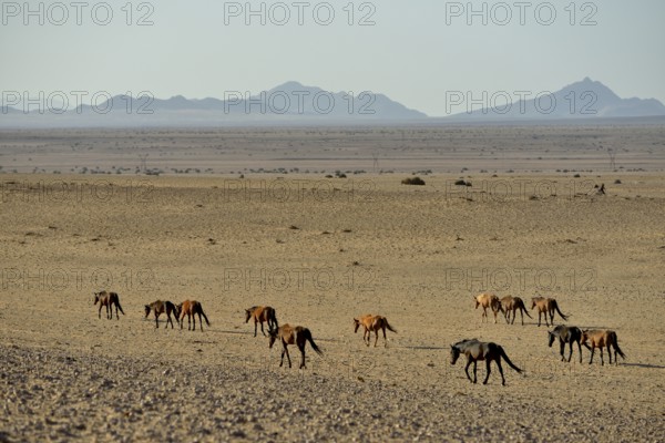 Desert Horses, Namib desert horses (Equus ferus) running through the desert, herd near the