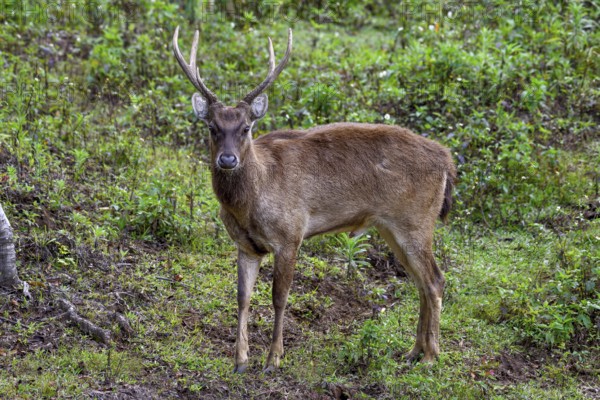 Javan rusa (Cervus timorensis), male, Mount Hagen, Western Highlands Province, Papua New Guinea,