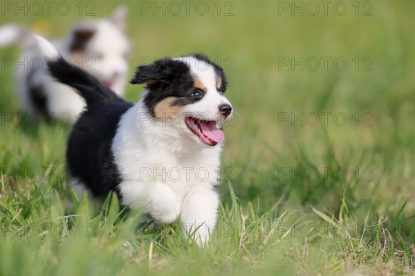 Miniature American Shepherd (Canis lupus familiaris) puppy, puppy running across a meadow,