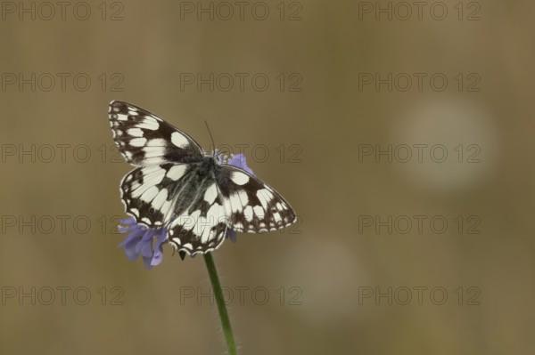 Marbled white (Melanargia galathea) butterfly adult feeding on a Field scabious (Knautia arvensis)