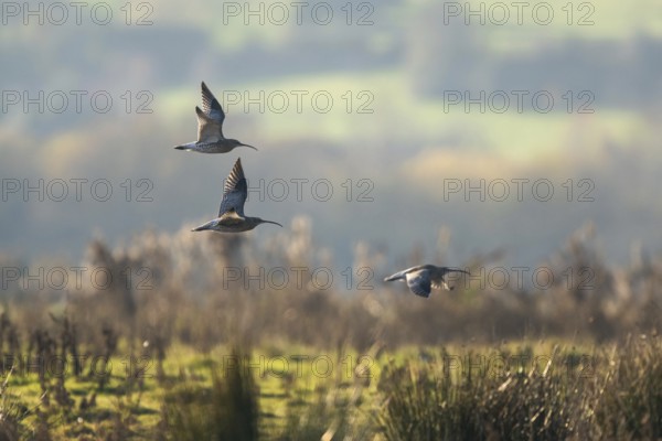 Eurasian Curlew (Numenius arquata) birds in flight over Marshes at winter time