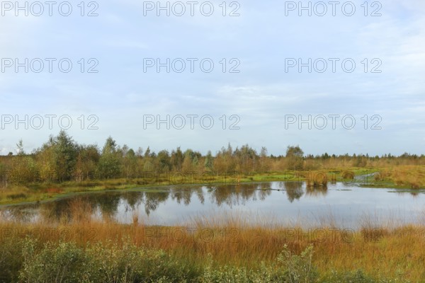 Rehdener Geestmoor, bog pond in autumn, Dümmer nature park Park, Lower Saxony, Germany, Europe