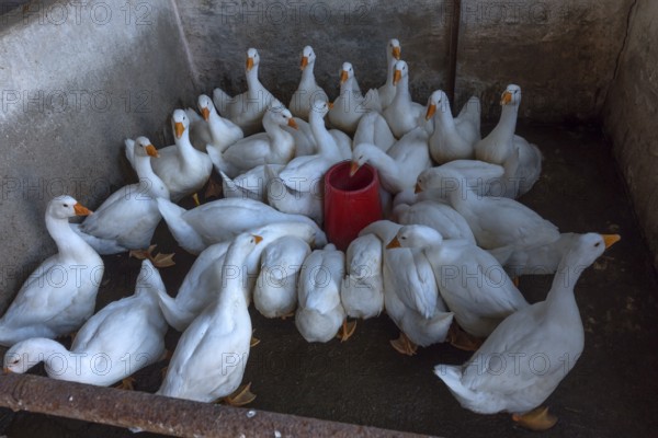Geese (Anserinae) for the night in the barn, Mecklenburg-Vorpommern, Germany, Europe