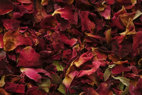 Dried petals of the medicinal plant rose, fragrant rose, Rosa gallica officinalis, The rose is also