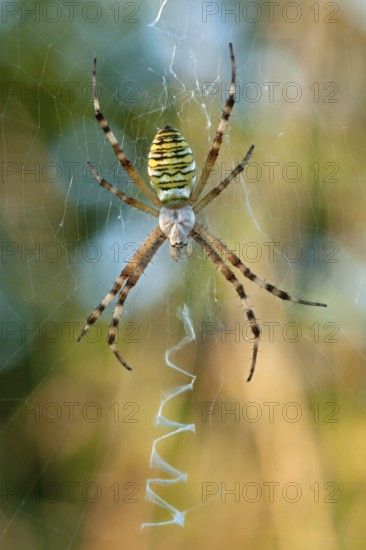 Wasp spider (Argiope bruennichi) NSG Ermschwerd Witzenhausen, Hesse, Germany, Europe