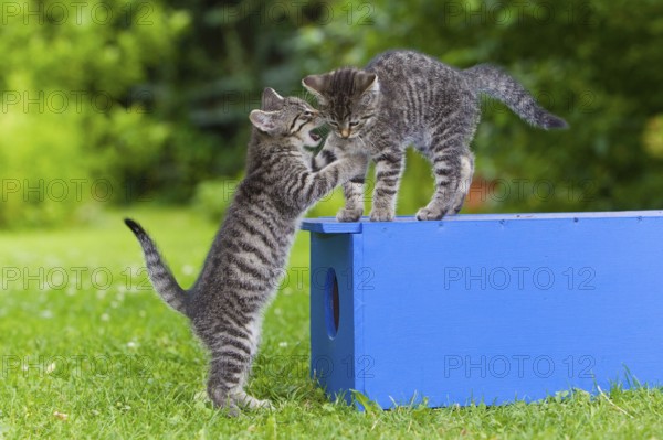 House cats, kittens, tabby