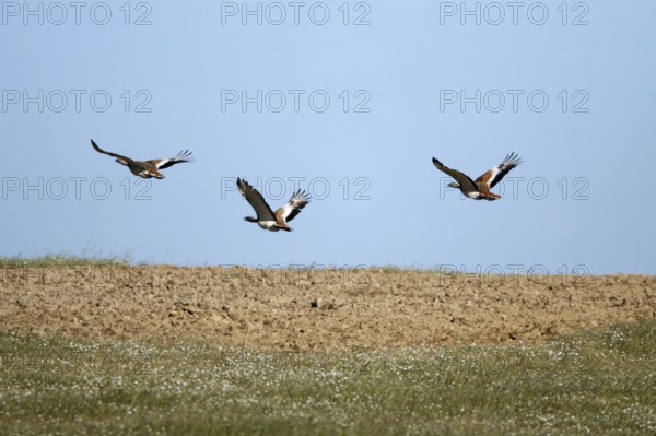 Great Bustards (Otis tarda), Alentejo, Portugal, Europe