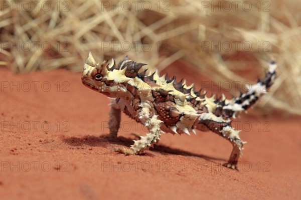 Thorny devil (Moloch horridus), Northern Territory, Australia, Oceania