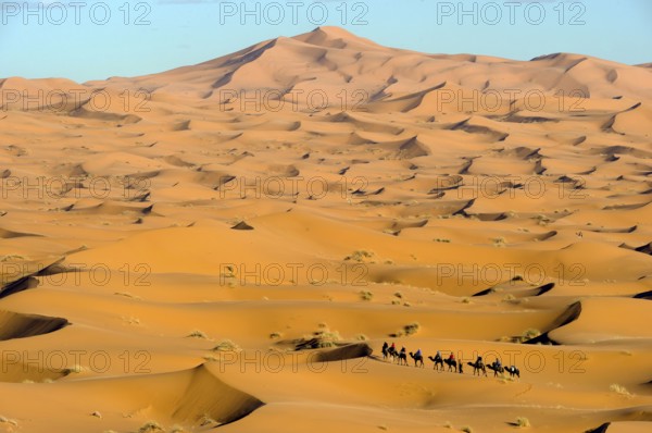 Morocco, camel driver, Berber, Erg Chebbi desert, dunes, caravan, Africa