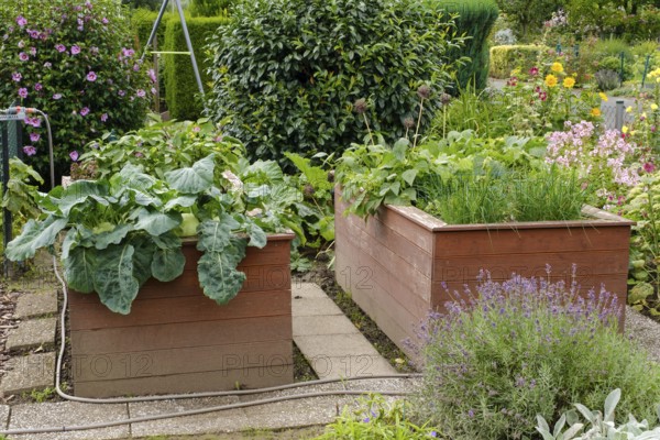 Two raised beds planted with kohlrabi and chives, allotment garden, North Rhine-Westphalia,