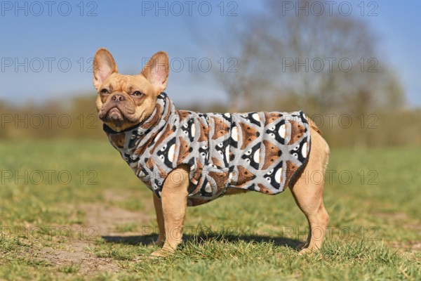 Side view of French Bulldog dogs wearing bathrobe made from fleece fabric to dry faster after
