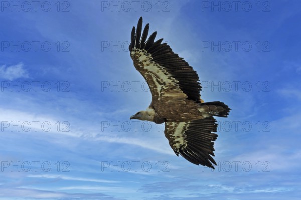 Griffon vulture (Gyps fulvus) in flight, Verdon Gorge, Provence, France, Europe