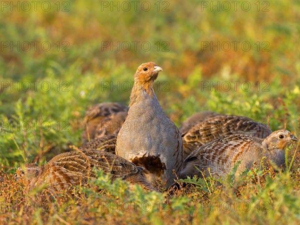Gray partridges (Perdix perdix), family group (chain) on a fallow land, Solms, Hesse, Germany,