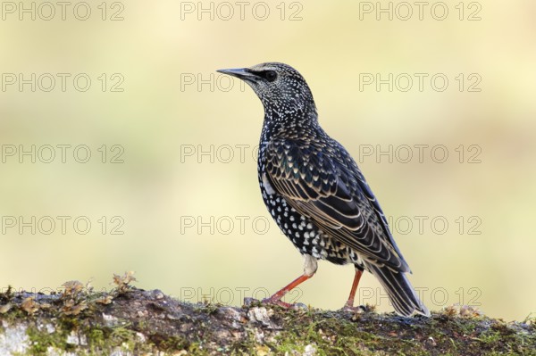 Starling, Common Starling (Sturnus vulgaris) sitting attentively on the forest floor, Siegerland