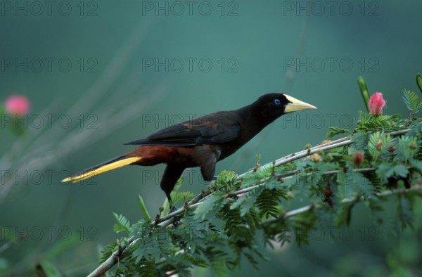 Crested Oropendola (Psarocolius decumanus), Asa Wright nature centre, Trinidad, Kraehen-Stirnvogel,
