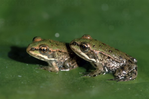 Young edible green frog (Rana esculenta), Germany, Europe