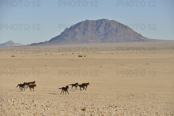 Namib desert horses (Equus ferus) galloping in desert, near watering hole at Garub, Aus, Karas
