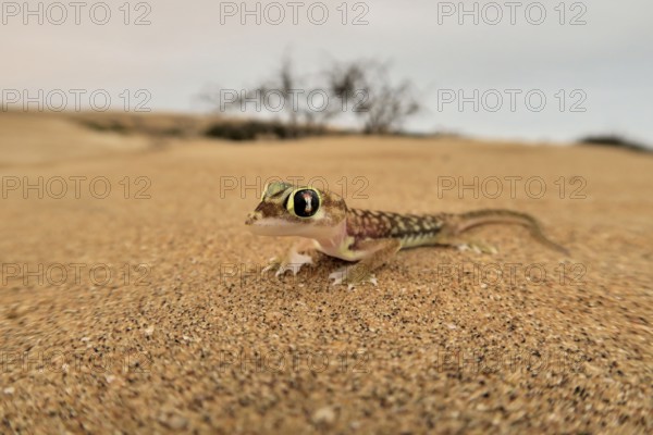 Namib gecko, namib sand gecko, web-footed gecko (Pachydactylus rangei), Namib Desert, Namibia,