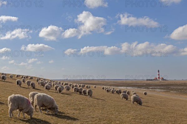 Westerheversand lighthouse, flock of sheep on dyke, Westerhever, Schleswig-Holstein Wadden Sea