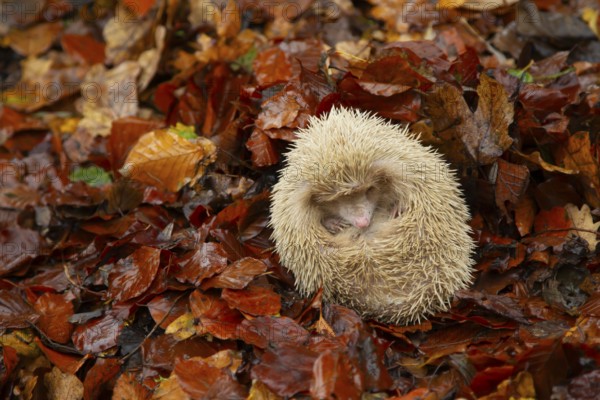 European hedgehog (Erinaceus europaeus) adult albino animal sleeping in fallen autumn leaves,