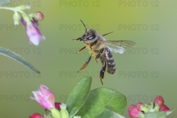European honey bee (Apis mellifera) bee in flight, between the flowers of the common snowberry