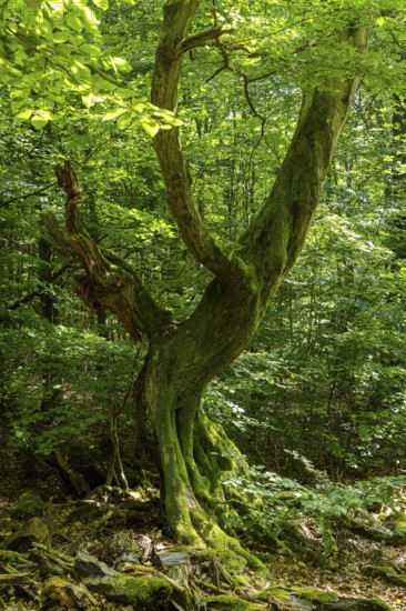 The Sababurg primeval forest, also known as the Reinhardswald primeval forest, is a nature and