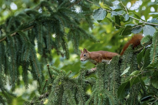Eurasian squirrel (Sciurus vulgaris) looking attentively from a branch of a fir tree (Abies),