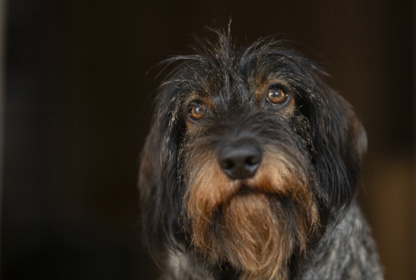 Rough-haired dachshund, male, 3 years, animal portrait, portrait, Stuttgart, Baden-Württemberg,