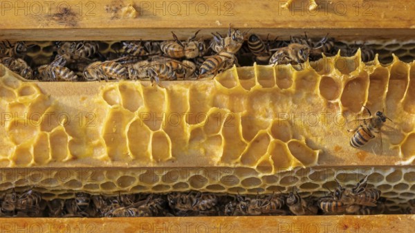 Western honey bee (Apis mellifera) fruit blossom, honeycomb, beehive, petals, honey bee, beekeeper,