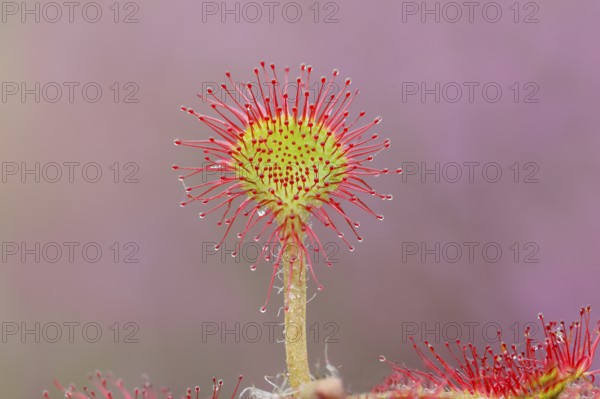 Common sundew (Drosera rotundifolia), close-up, fully spread out and ready to catch an insect,