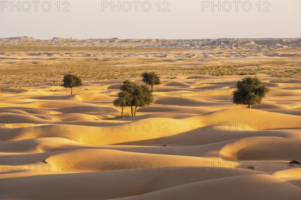 Sand dunes with Bäin desert, near Duqm, Oman, Asia