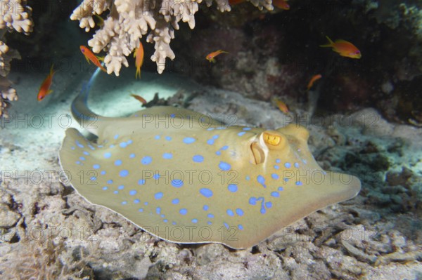 Bluespotted ribbontail ray (Taeniura lymma), dive site House Reef, Mangrove Bay, El Quesir, Red
