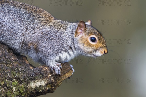 Portrait of Grey Squirrel, Sciurus carolinensis in a forest at winter