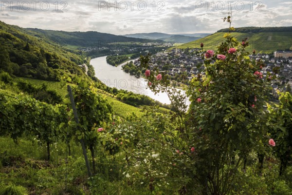Vineyard with roses, sunset, Moselsteig Trail, Bernkastel-Kues, Moselle, Rhineland-Palatinate,