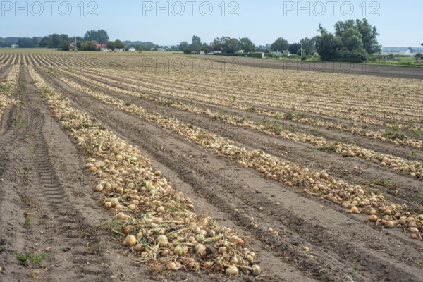 Harvested yellow onions in rows for drying in the field on Ingelstorp, Ystad Municipality, Skåne