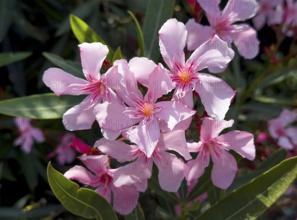 Flowering oleander (Nerium oleander), Italy, Europe