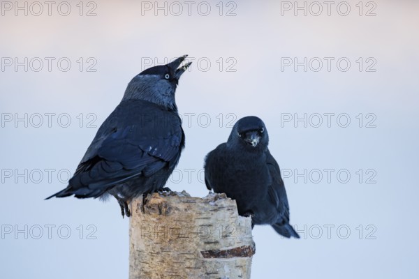 Western jackdaws (Corvus monedula), Germany, Europe