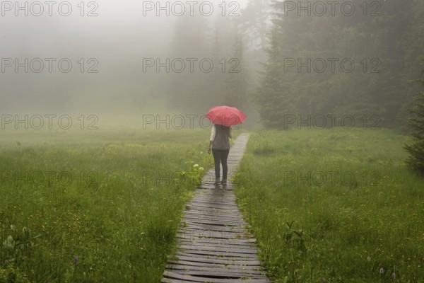 Woman 60-65 with umbrella in the Hühnermoos on a cloudy day with fog, a high moor at the Söllereck