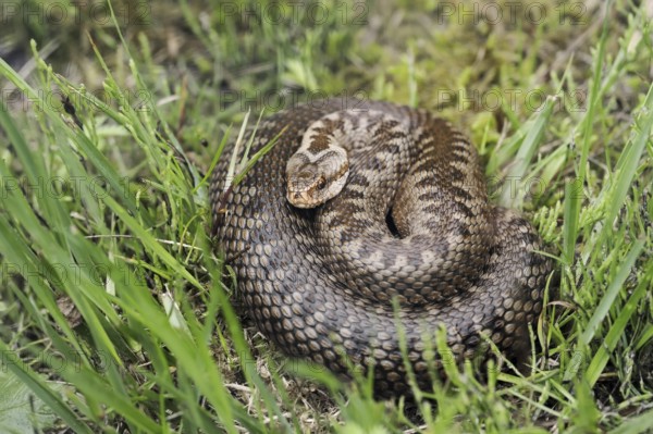 Common european viper (Vipera berus), North Rhine-Westphalia, Germany, Europe