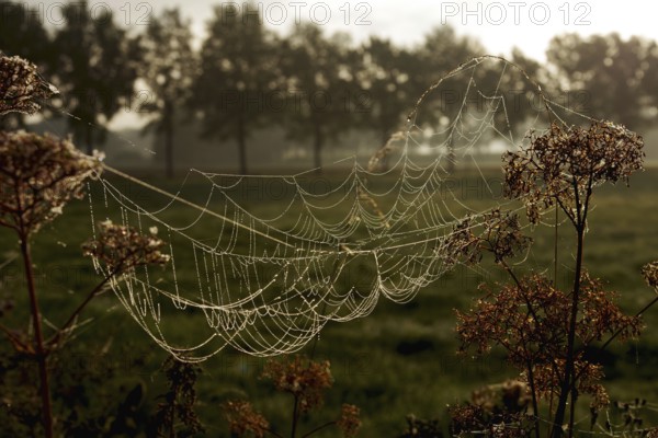 Spider's web, Construction, Nature, Backlight, The fine threads of the spider's web glow in the